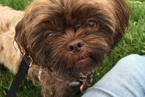 Read This Before You Buy A Yorker Puppy